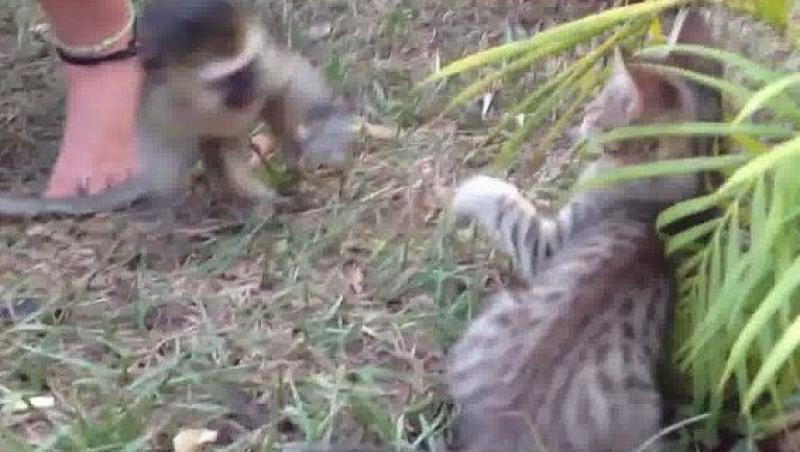 VIDEO! Vezi cum se manifesta rivalitatea dintre maimute si pisici!
