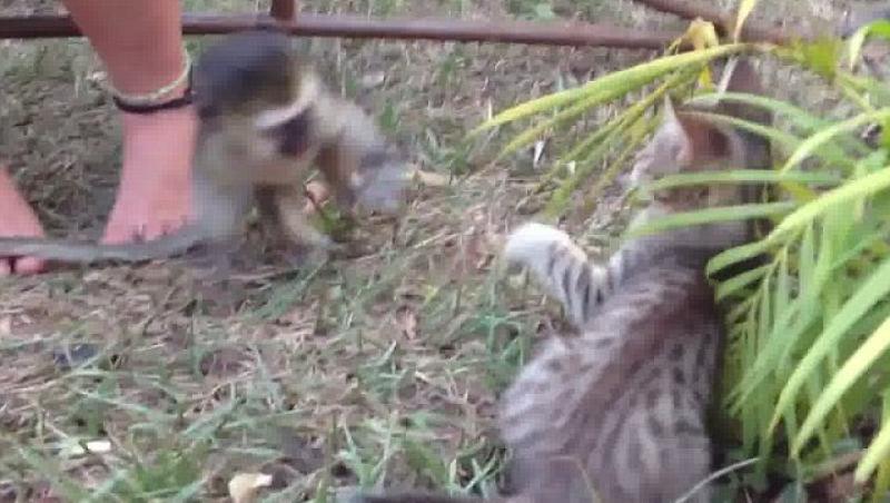VIDEO! Vezi cum se manifesta rivalitatea dintre maimute si pisici!