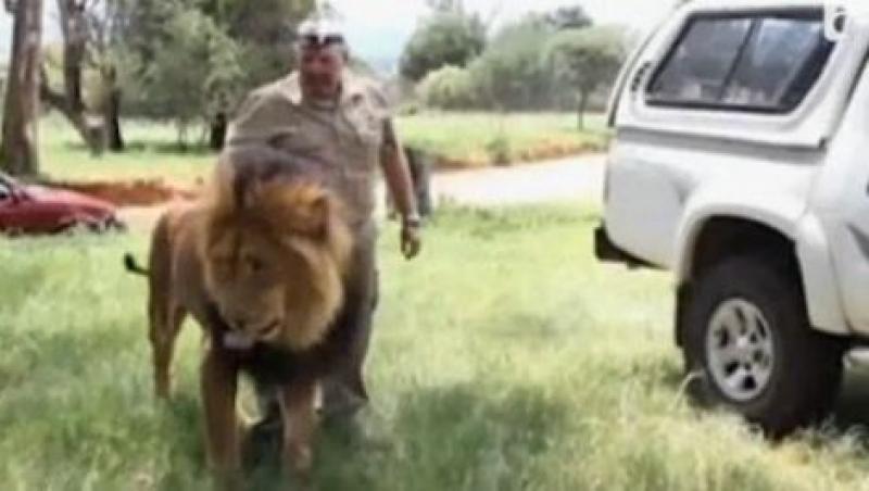 VIDEO! Cel mai jucaus leu din Africa de Sud