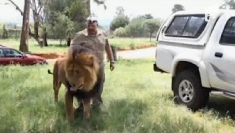 VIDEO! Cel mai jucaus leu din Africa de Sud
