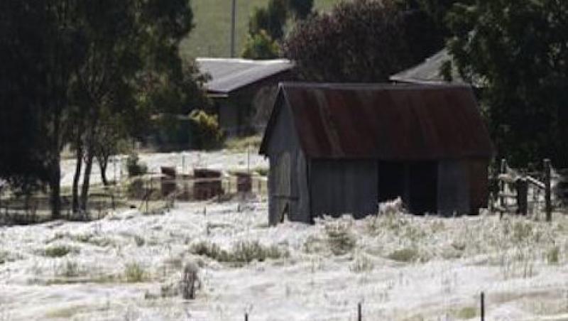 VIDEO! Australia: Oras acoperit in intregime de panze de paianjen