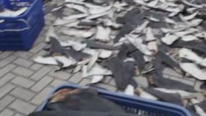 VIDEO! Aproximativ 100 de milioane de rechini, sacrificati in fiecare an pentru aripioare