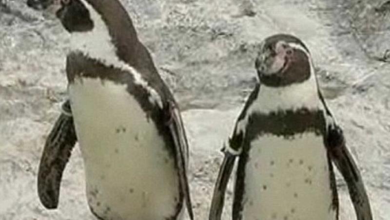 FOTO! Un pinguin a incercat sa evadeze dintr-un parc zoo japonez