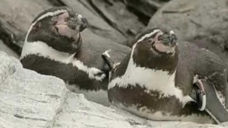 FOTO! Un pinguin a incercat sa evadeze dintr-un parc zoo japonez