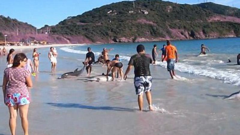 VIDEO! Brazilia: 30 de delfini aflati in pericol de moarte, salvati de turisti