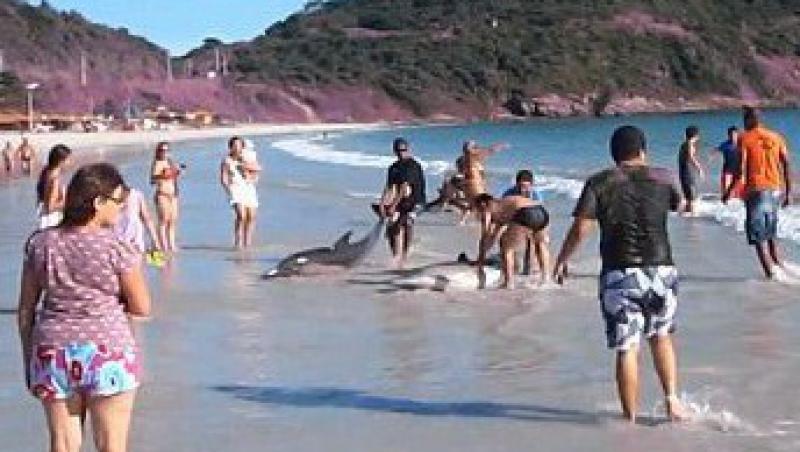 VIDEO! Brazilia: 30 de delfini aflati in pericol de moarte, salvati de turisti
