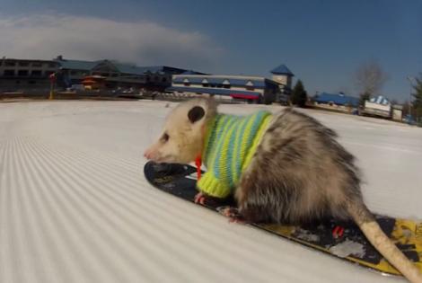 VIDEO! Vezi oposumul pasionat de snowboarding!