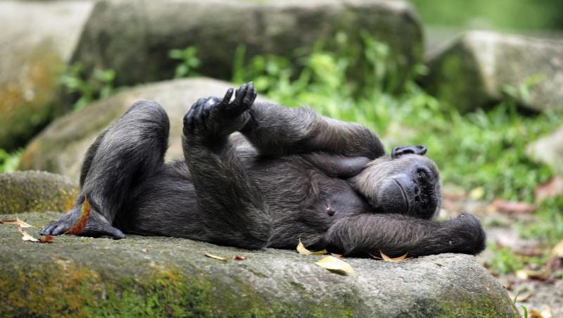 China: O maimuta refuza sa mai faca spectacol pentru vizitatori!