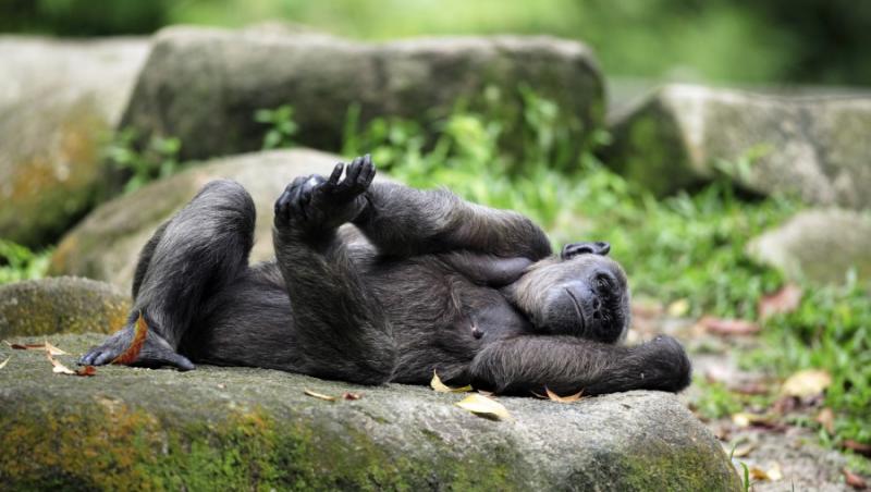 China: O maimuta refuza sa mai faca spectacol pentru vizitatori!