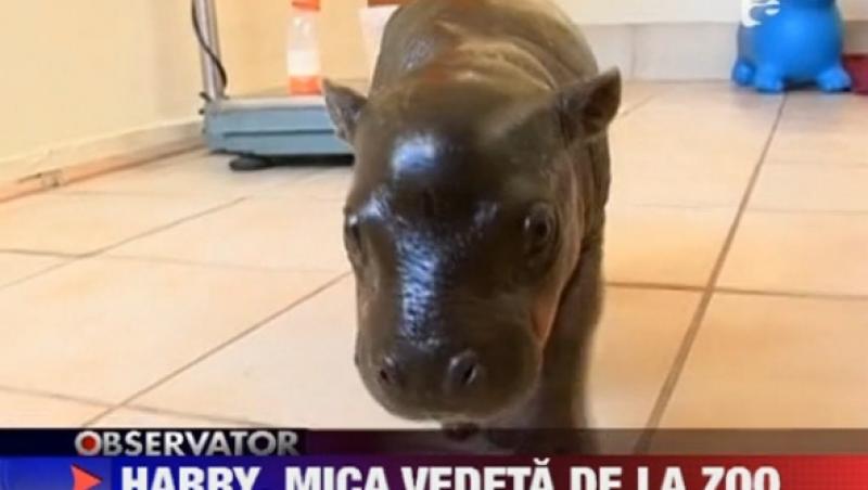 VIDEO! Un pui de hipopotam pitic, vedeta unui zoo din Africa