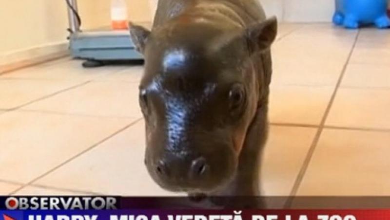 VIDEO! Un pui de hipopotam pitic, vedeta unui zoo din Africa