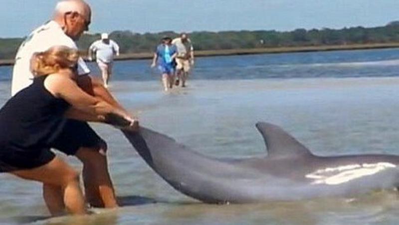 SUA: Un delfin a fost salvat de doi americani