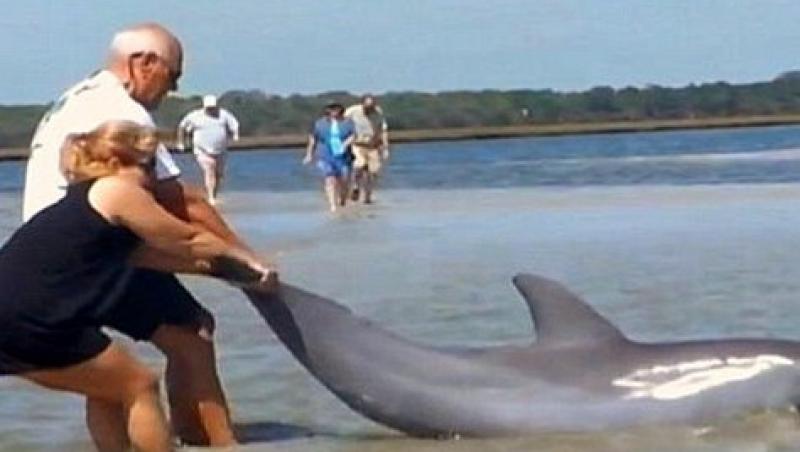 SUA: Un delfin a fost salvat de doi americani