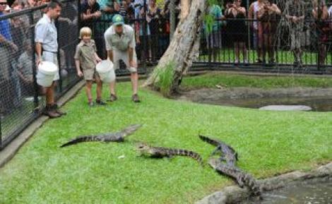 Asa tata, asa fiu: baiatul lui Steve Irwin hraneste si el aligatori