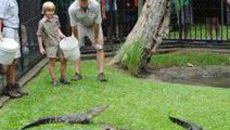 Asa tata, asa fiu: baiatul lui Steve Irwin hraneste si el aligatori