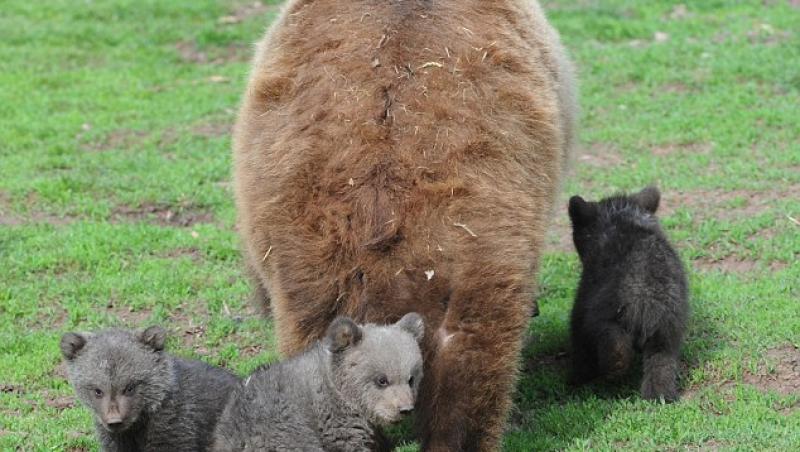 FOTO! Trei pui de urs - principala atractie a unui parc zoo din Germania