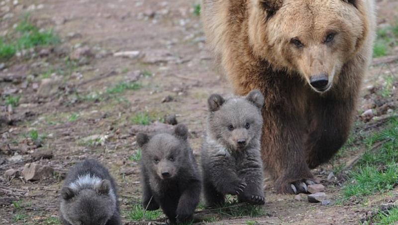 FOTO! Trei pui de urs - principala atractie a unui parc zoo din Germania