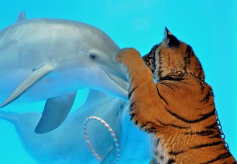 FOTO! Un pui de tigru s-a imprietenit cu doi delfini