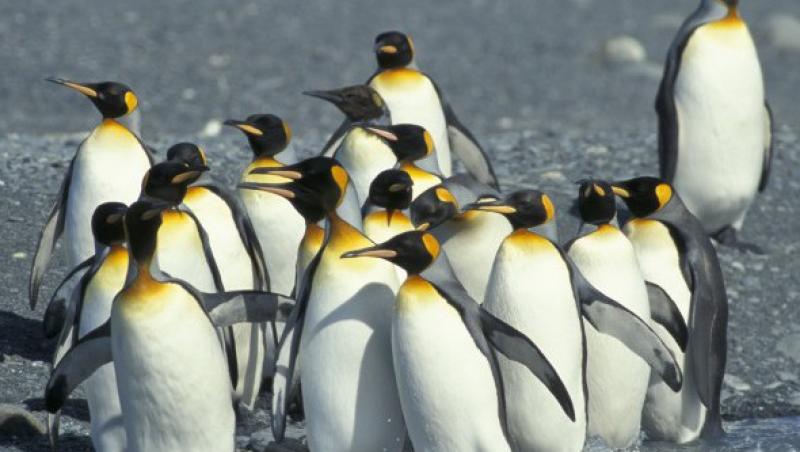 VIDEO! Pinguinii din Antarctica, numarati prin satelit