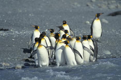 VIDEO! Pinguinii din Antarctica, numarati prin satelit