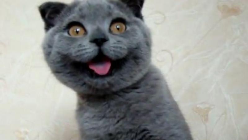 VIDEO! Ksenia, cea mai adorabila pisica din lume