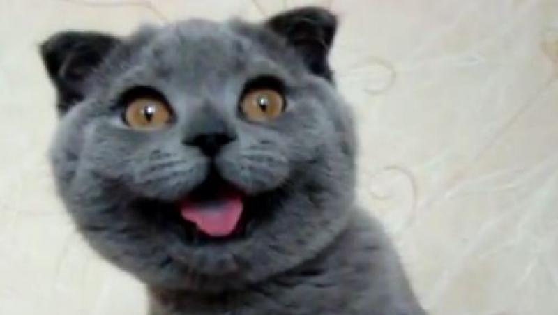 VIDEO! Ksenia, cea mai adorabila pisica din lume