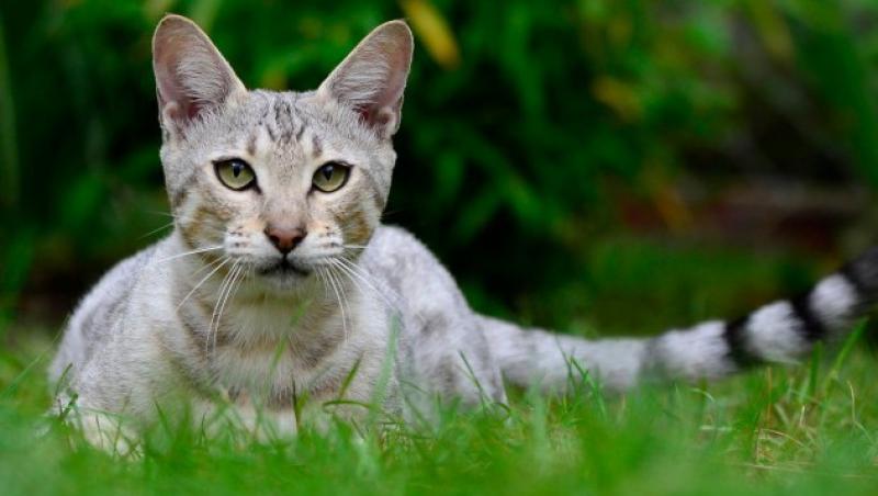Pisicile, afectate de un virus mortal necunoscut