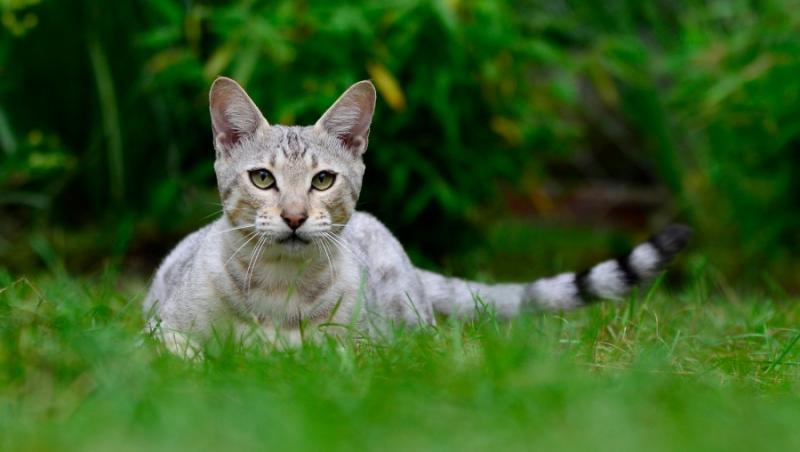 Pisicile, afectate de un virus mortal necunoscut