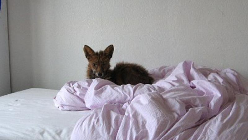 Marea Britanie: S-a trezit cu o vulpe in mjlocul patului!