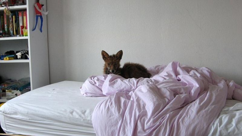 Marea Britanie: S-a trezit cu o vulpe in mjlocul patului!