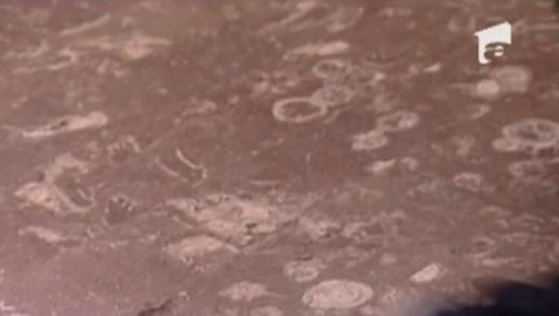 VIDEO! Fosile de moluste in marmura statiei de metrou Politehnica