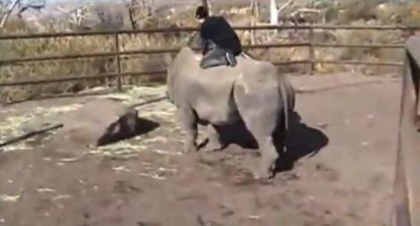 VIDEO! Curaj prostesc: Un tanar a calarit un rinocer
