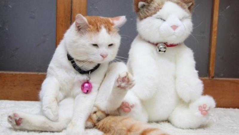 FOTO! Pisici identice. Care e vie si care e... jucarie?