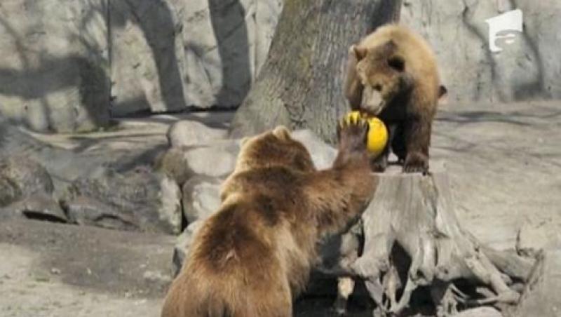 VIDEO! Vezi ursii care joaca volei!