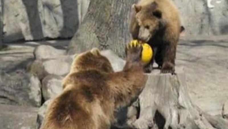 VIDEO! Vezi ursii care joaca volei!