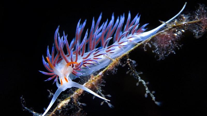 FOTO! Creaturi fascinante, in lumea subacvatica