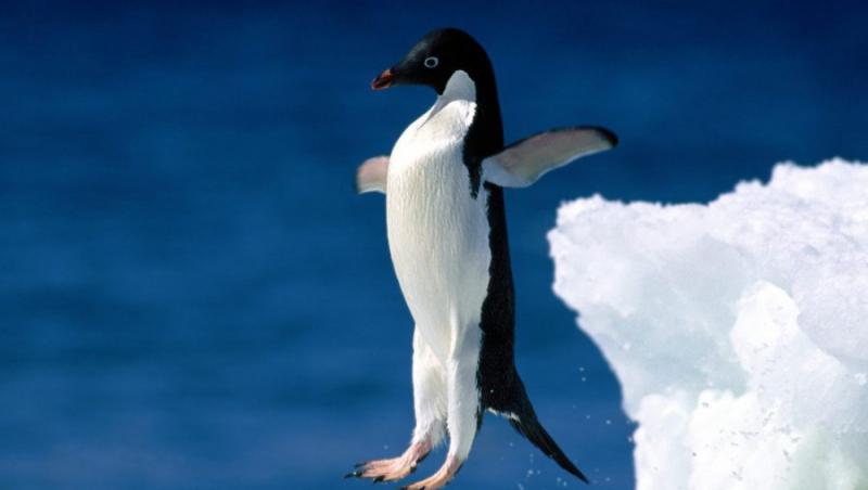 Australia: Trei tineri s-au imbatat si au furat un pinguin