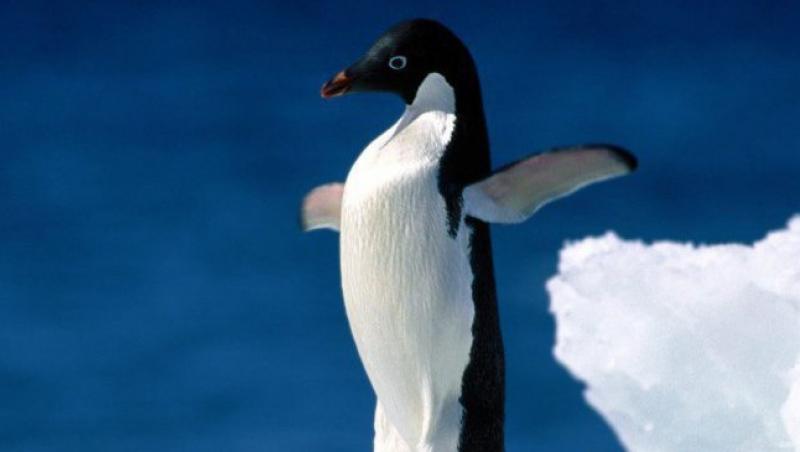 Australia: Trei tineri s-au imbatat si au furat un pinguin