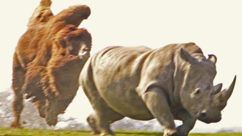 Viata in salbaticie: Un rinocer fuge din calea unei camile furioase