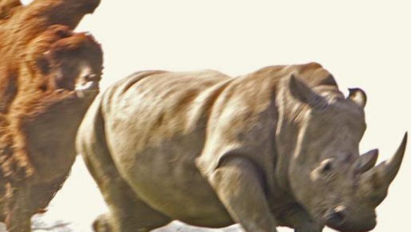 Viata in salbaticie: Un rinocer fuge din calea unei camile furioase