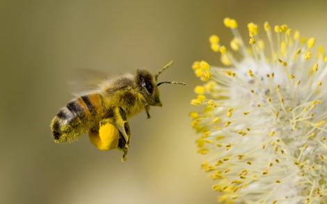 VIDEO! In intreaga lume, albinele sunt pe cale de disparitie