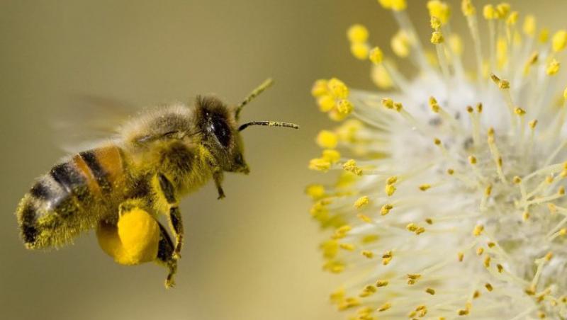 VIDEO! In intreaga lume, albinele sunt pe cale de disparitie