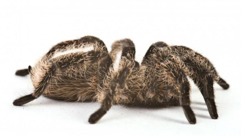 Veninul de paianjen ar putea fi leacul impotriva cancerului la san