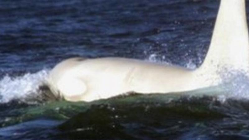 Prima orca alba adulta vazuta in salbaticie a fost descoperita in Rusia