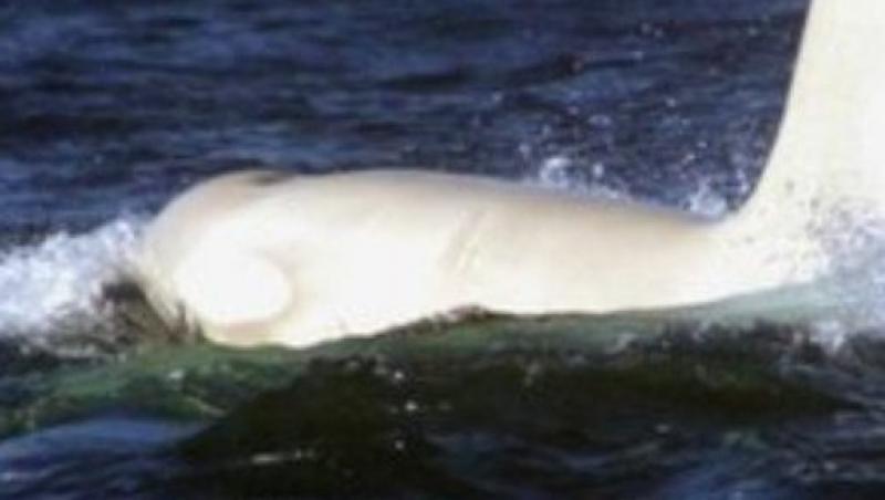 Prima orca alba adulta vazuta in salbaticie a fost descoperita in Rusia