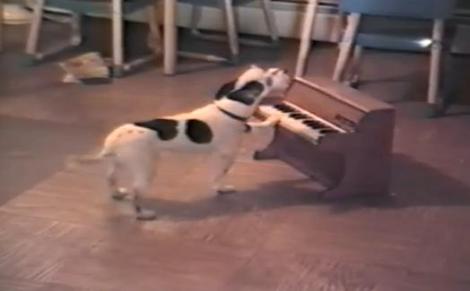 VIDEO! Vezi cainele care canta la pian!