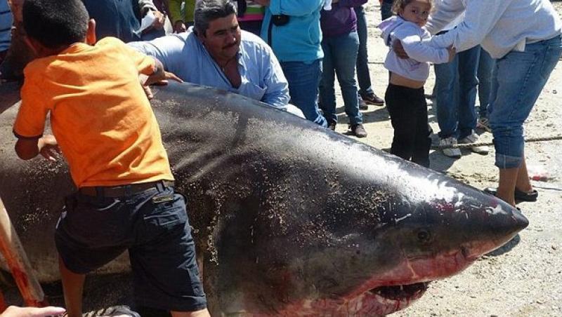 Un rechin urias de 900 de kilograme a fost descoperit in largul coastei mexicane