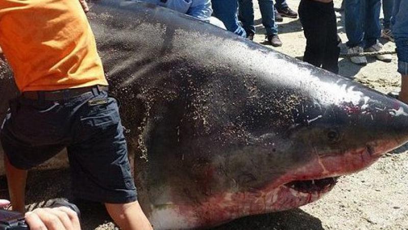 Un rechin urias de 900 de kilograme a fost descoperit in largul coastei mexicane