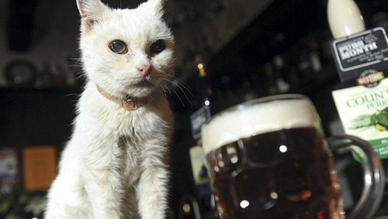 Mirosul de bere, secretul longevitatii unei pisici care are 25 de ani