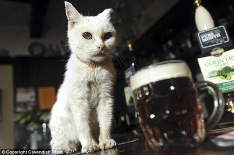 Mirosul de bere, secretul longevitatii unei pisici care are 25 de ani